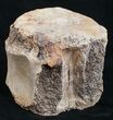 Edmontosaurus Tail Vertebrae Centrum #9883-2